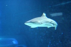 Haie Haifisch Fehmarn
